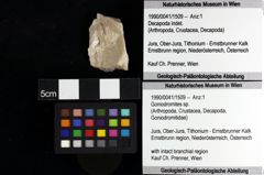 Foto (Objket + Etiketten) von Decapoda indet. 